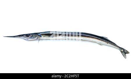 Frische rohe Needlefish vor weißem Hintergrund Stockfoto