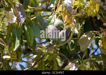 Avocakos am Baum in der Provinz Alicante, Costa Blanca, Spanien Stockfoto