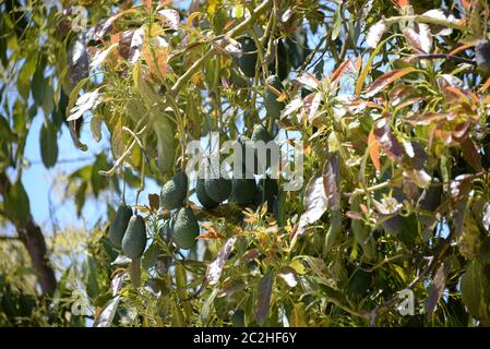 Avocakos am Baum in der Provinz Alicante, Costa Blanca, Spanien Stockfoto