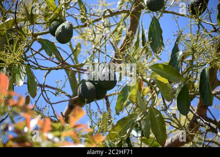 Avocakos am Baum in der Provinz Alicante, Costa Blanca, Spanien Stockfoto