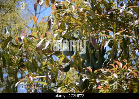 Avocakos am Baum in der Provinz Alicante, Costa Blanca, Spanien Stockfoto