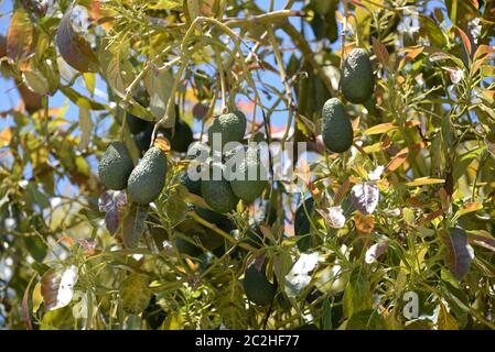 Avocakos am Baum in der Provinz Alicante, Costa Blanca, Spanien Stockfoto