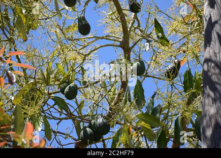 Avocakos am Baum in der Provinz Alicante, Costa Blanca, Spanien Stockfoto