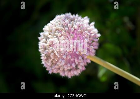 Fotografieren Sie mit ausgewähltem Fokus auf einem grünen Hintergrund. Lauch-Pflanze nicht geerntet. Sie hat mit einer rosa gefärbten runden Spitze Blume geblüht. Stockfoto