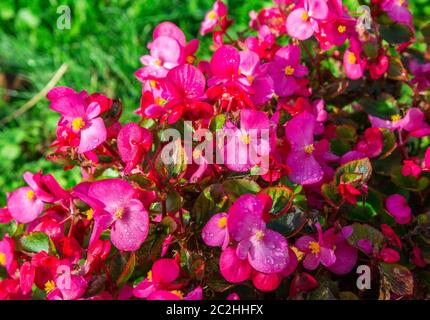 Begonie-Blumen Stockfoto