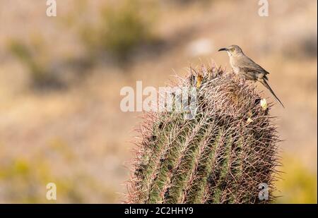 Curve-billed Thrasher, Toxostoma curvirostre, Barsche auf einem Saguaro Kaktus, Carnegiea gigantea, in Dreamy Draw Park, Teil des Phoenix Mountains Pres Stockfoto