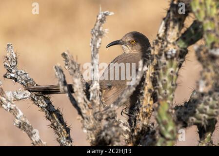 Curve-billed Thrasher, Toxostoma curvirostre, Barsche in einem Cholla Kaktus in Dreamy Draw Park, Teil des Phoenix Mountains Preserve in der Nähe von Phoenix, Ari Stockfoto