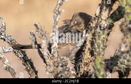 Curve-billed Thrasher, Toxostoma curvirostre, Barsche in einem Cholla Kaktus in Dreamy Draw Park, Teil des Phoenix Mountains Preserve in der Nähe von Phoenix, Ari Stockfoto