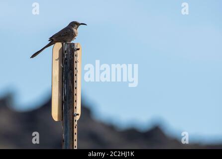 Curve-billed Thrasher, Toxostoma curvirostre, sitzt auf einem Schild in Dreamy Draw Park, Teil des Phoenix Mountains Preserve in der Nähe von Phoenix, Arizona Stockfoto