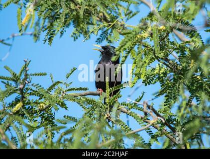 Europäischer Starling, Sturnus vulgaris, barcht in einem Mesquite Baum im Desert Botanical Garden, Phoenix, Arizona Stockfoto