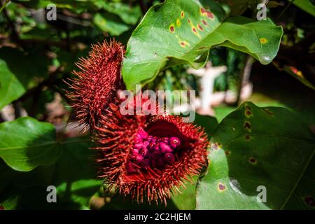 Nahaufnahme von Annatto-Früchten Stockfoto