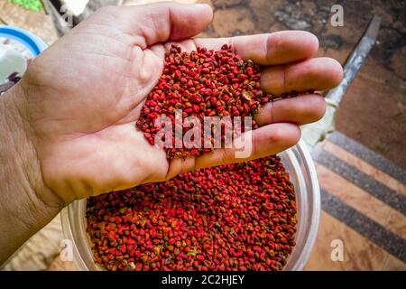 Annatto-Körner in der Hand halten. Stockfoto