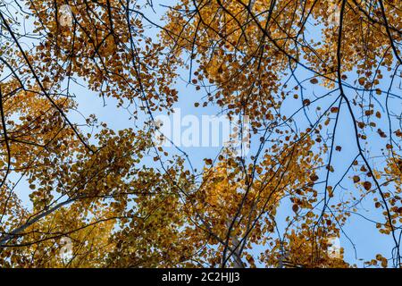 Herbstkonzept, Birkenwald. Schöne natürliche Unterseite der Stämme und Spitzen der Birken mit goldenem hellen Herbstlaub vor einem blauen Himmel Stockfoto