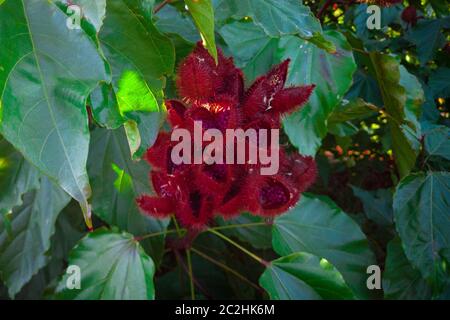 Annatto, Lippenstift-Pflanze (Bixa orellana), Achiote oder Urucum. Stockfoto