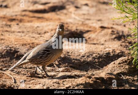 Weibliche Gambel's Quail, Callipepla gambelii, im Ufergebiet von Water Ranch, Gilbert, Arizona Stockfoto