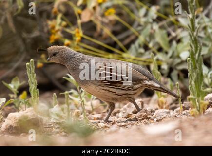 Weibliche Gambel's Quail, Callipepla gambelii, im Desert Botanical Garden, Phoenix, Arizona Stockfoto