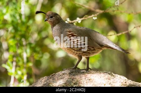 Weibliche Gambel's Quail, Callipepla gambelii, im Desert Botanical Garden, Phoenix, Arizona Stockfoto