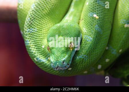 The Green Tree python (Morelia viridis) ist eine Pflanzenart aus der Gattung pyton native auf Neuguinea, Indonesien und Teil der Norden Australien Stockfoto