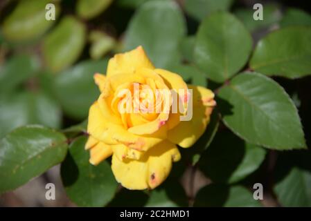 Gelbe Rosen im Garten der Provinz Alicante, Costa Blanca, Spanien Stockfoto