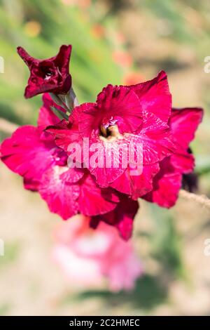 Schwertlilie (Gladiolus) eine Gattung der cormous iris Familie. Es ist eine Sonne liebende Pflanze blüht im Frühjahr und im Sommer. Eine Blume für Gärten und bouque Stockfoto