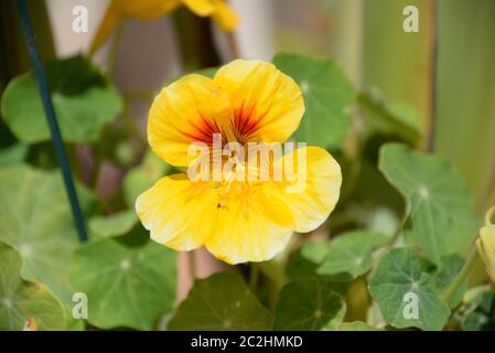 Gelbe Rosen im Garten der Provinz Alicante, Costa Blanca, Spanien Stockfoto