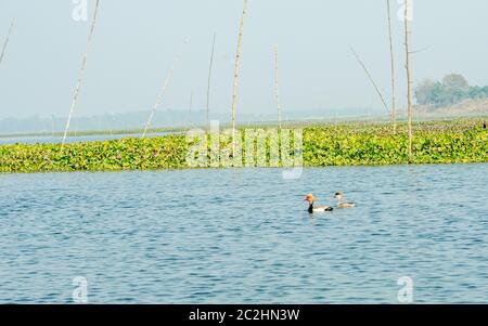 Nahaufnahme eines Möwen oder Möwen Zugvögel, eine mittelgroße Wasser Vogel, in Mangrove Feuchtgebiet von Krishna Wildlife Sanctuary, Andhra Pradesh In entdeckt Stockfoto