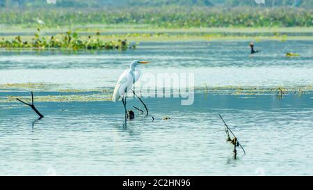 Nahaufnahme von einem Reiher Graureiher (Ardea alba), einem gemeinsamen Arten der milchig-weiße Wasser Vogel mit buff Federn geschmückt, entdeckt in einem Feuchtgebiet Umgebung in der Lava eine Stockfoto