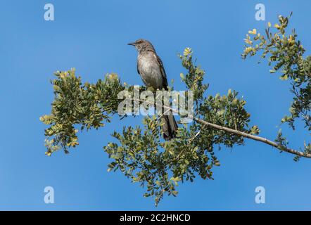 Nördlicher Mockingbird, Mimus polyglottos, im Dreamy Draw Park, Teil des Phoenix Mountains Preserve in der Nähe von Phoenix, Arizona Stockfoto