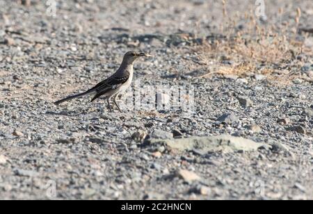 Nördlicher Mockingbird, Mimus polyglottos, im Dreamy Draw Park, Teil des Phoenix Mountains Preserve in der Nähe von Phoenix, Arizona Stockfoto