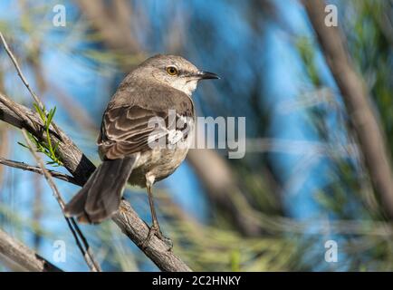 Nördlicher Mockingbird, Mimus polyglottos, im Uferschutzgebiet bei Water Ranch, Gilbert, Arizona Stockfoto