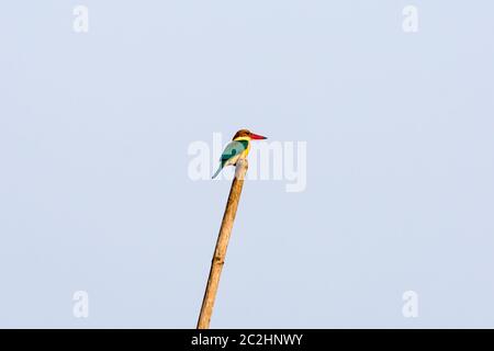 Eine mittelgroße mehrfarbige Eisvögel Vogel sitzt auf einem Bambus warten, um einen Fisch zu fangen. Es ist schön Wasser Vogel in Indien gefunden. Bharatpur Stockfoto