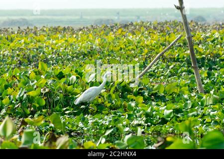 Nahaufnahme von einem Reiher Graureiher (Ardea alba), ein Huhn größe Vogel Sammeln von Nahrung im See Feld mit blühenden Wasserhyazinthe (Eichhornia crassipes) auf dem p Stockfoto