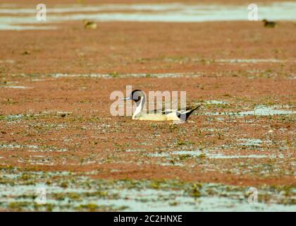 Ort abgerechnet Enten Schwäne, Gänse oder Pati Hash (wasservögel Anatidae), ein Huhn größe Vogel schwimmen im See Feld mit blühenden Wasserhyazinthe (Eichhornia cr Stockfoto