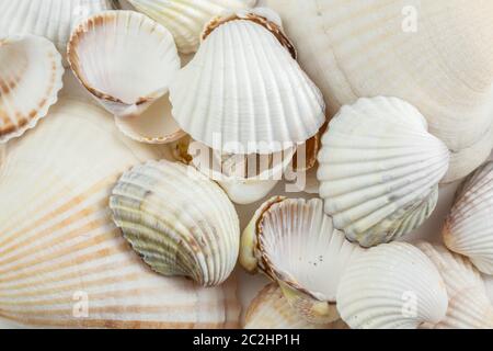Hintergrund Der kleine Muscheln beige auf einem weißen Hintergrund. Stockfoto