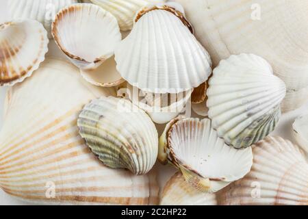 Hintergrund Der kleine Muscheln beige auf einem weißen Hintergrund. Stockfoto