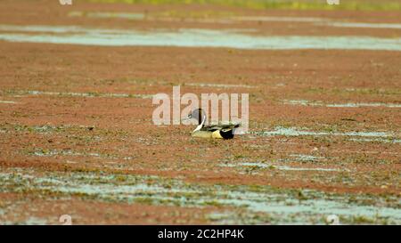 Ort abgerechnet Enten Schwäne, Gänse oder Pati Hash (wasservögel Anatidae), ein Huhn größe Vogel schwimmen im See Feld mit blühenden Wasserhyazinthe (Eichhornia cr Stockfoto