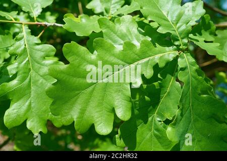 Blätter eines Gemeinsamen Eiche (Quercus robur) im Frühjahr Stockfoto