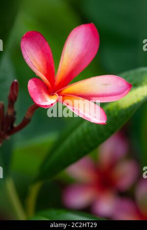 Pink frangipani Blume Stockfoto