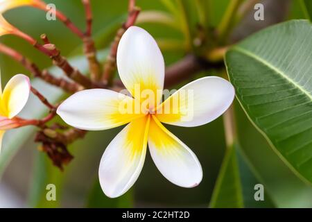 Weiße und gelbe Frangipani Blume Stockfoto