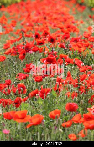 Mohnfeld Stockfoto