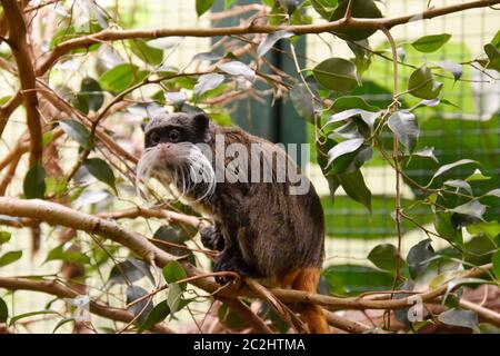 Kaiser Tamarin sitzt auf einem Zweig im Zoo. Stockfoto