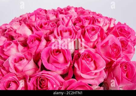 Sommer blühende zarte Rosen auf blühenden Blumen festlichen Hintergrund, Pastell und weichen Blumenstrauß Karte. Natur Hintergrund Stockfoto