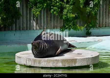 Dichtung auf einer runden Betonplattform in der Mitte eines Beckens. Stockfoto