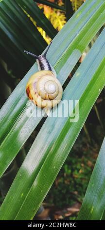 Schöne Traubenschnecke kriecht auf grünem Gras Stockfoto