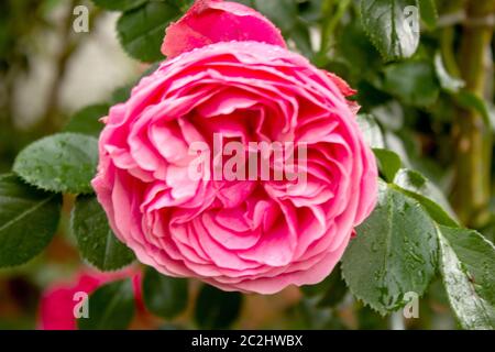 Die berühmte Rosa Centifolia foliacea, die Provence Rose oder Kohlrose Stockfoto
