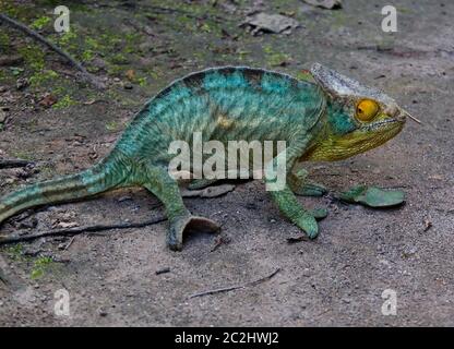 Porträt von Parsons Chamäleon aka Calumma parsonii im Andasibe-Mantadia Nationalpark, Madagaskar Stockfoto