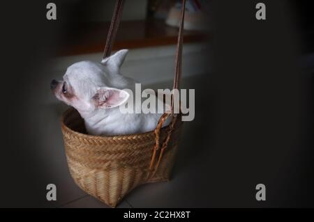 Niedliche chihuahua in einem Korb. PET-Hintergrund Stockfoto