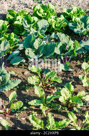 Junge Rote Bete und Kohlrabi Pflanzen in einem sonnigen Gemüsegarten Stockfoto