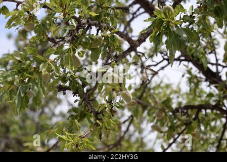 Frische Mandeln am Baum, Costa Blanca, Spanien Stockfoto