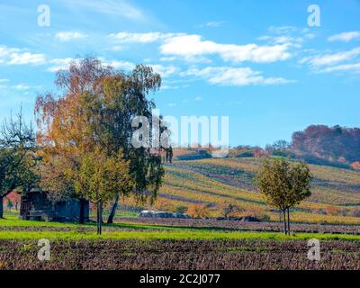 Tolle Herbstfarben vom Weinberg in Süddeutschland Stockfoto